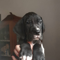 Cuccioli di Alano Nero