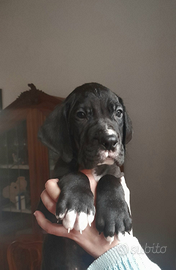 Cuccioli di Alano Nero