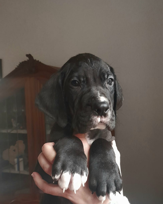 Cuccioli di Alano Nero