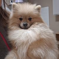 Ares spitz pomerania disponibile per monta
