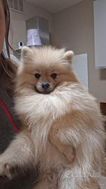 Ares spitz pomerania disponibile per monta