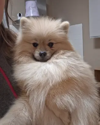 Ares spitz pomerania disponibile per monta