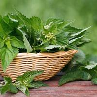 Ortica fresca (da cucinare)