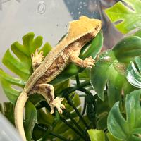 Geco ciliatus red lilly white