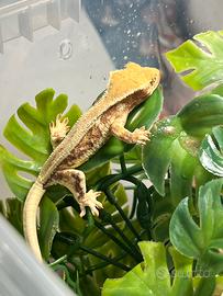 Geco ciliatus red lilly white