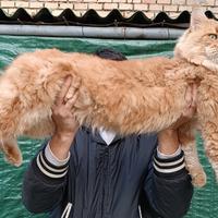 Stallone Maine Coon monta riproduzione pedigree