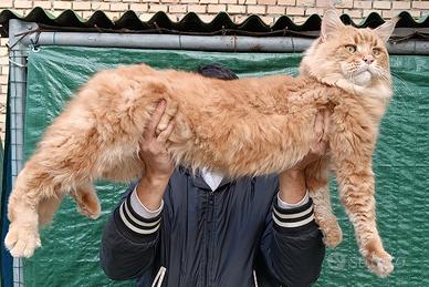Stallone Maine Coon monta riproduzione pedigree