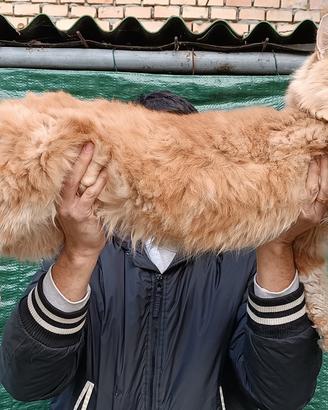 Stallone Maine Coon monta riproduzione pedigree