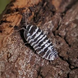 Armadillidium maculatum "zebra"
