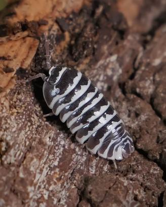 Armadillidium maculatum "zebra"