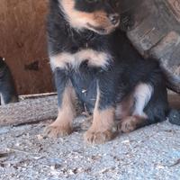 Cane taglia piccola