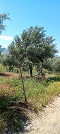 Terreno di Uliveto