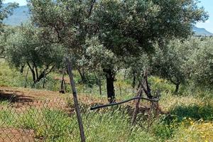 Terreno di Uliveto