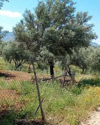 Terreno di Uliveto