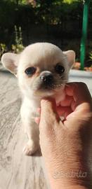 Cucciolo meraviglioso di Chihuahua