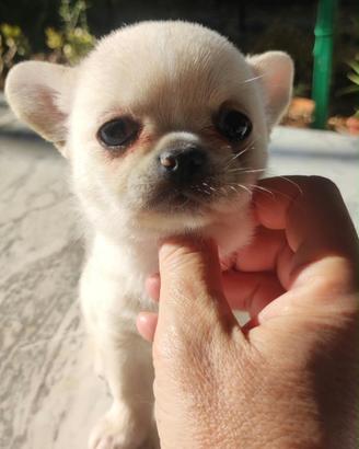 Cucciolo meraviglioso di Chihuahua