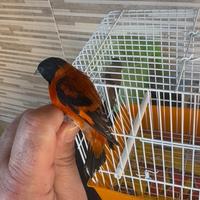 Cardinalini del Venezuela