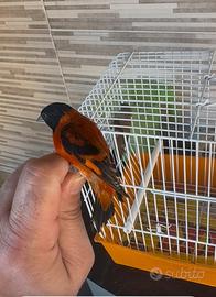 Cardinalini del Venezuela