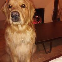 Femmina Golden Retriever per Monta