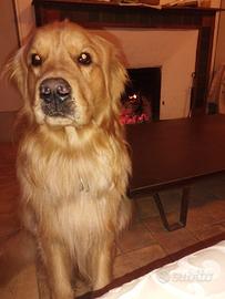 Femmina Golden Retriever per Monta