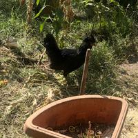 Gallo padovano nero blu 5 mesi