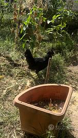 Gallo padovano nero blu 5 mesi