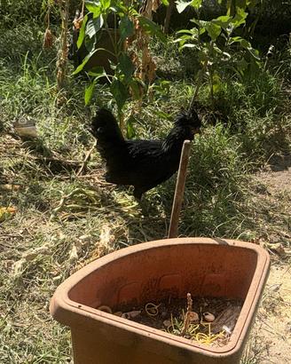 Gallo padovano nero blu 5 mesi