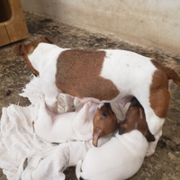 Cuccioli jack russel