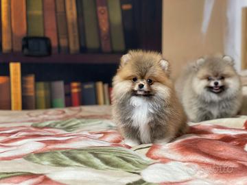 Cuccioli Spitz nano Pomerania
