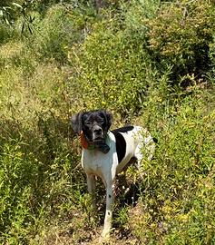 Pointer dei maestri camuni