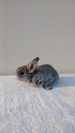 Coniglio minilop