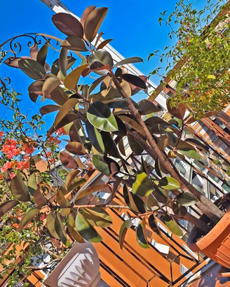 Pianta di Ficus Elastica alta quasi 2 metri