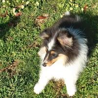 Pastore shetland il piccolo lassie in miniatura