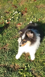 Pastore shetland il piccolo lassie in miniatura