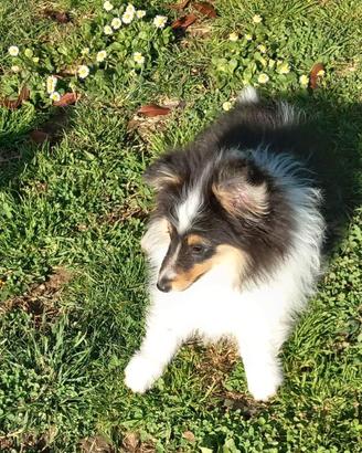 Pastore shetland il piccolo lassie in miniatura