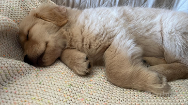 Cucciola Golden Retriever Americano