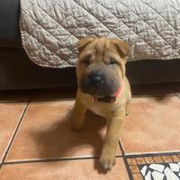 Cucciolo di sharpei