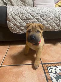 Cucciolo di sharpei