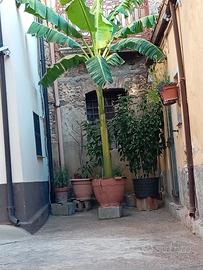 pianta di banana 