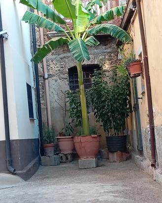  pianta di banana 