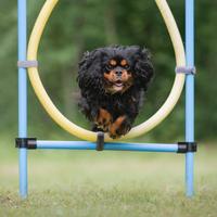 Cavalier king disponibile per monte