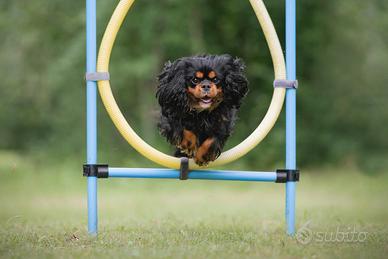 Cavalier king disponibile per monte