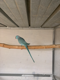 Parrocchetto dal collare blu