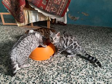 Gatti Bengala castrati in adozione