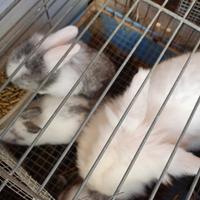 Coniglietti ariete e teste leone