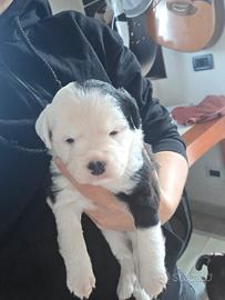 cuccioli di Pitbull 