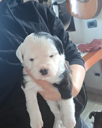 cuccioli di Pitbull 