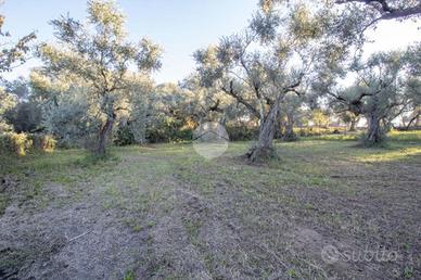 TER. AGRICOLO A PALOMBARA SABINA