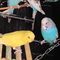 Cocorite bellissime di tt i colori