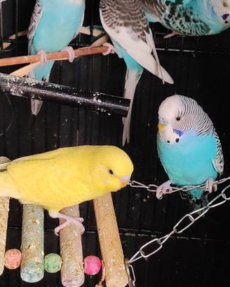 Cocorite bellissime di tt i colori